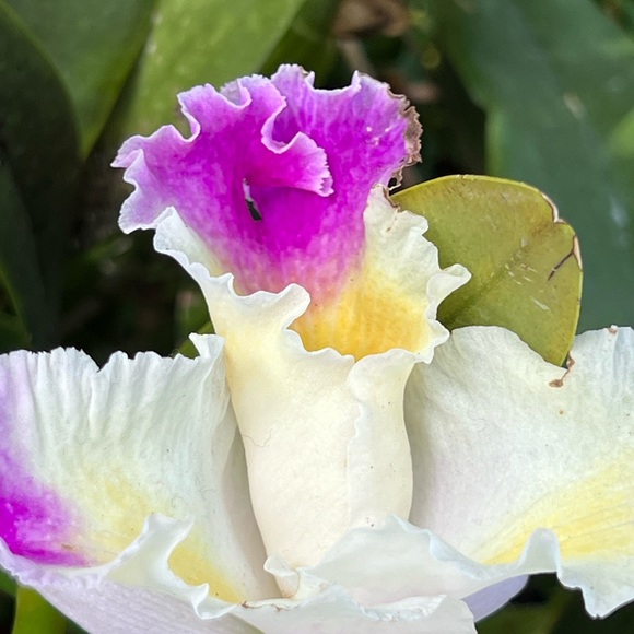 ❤️ LIKE to be notified when I go LIVE ❤️ - Picture 7 of 16